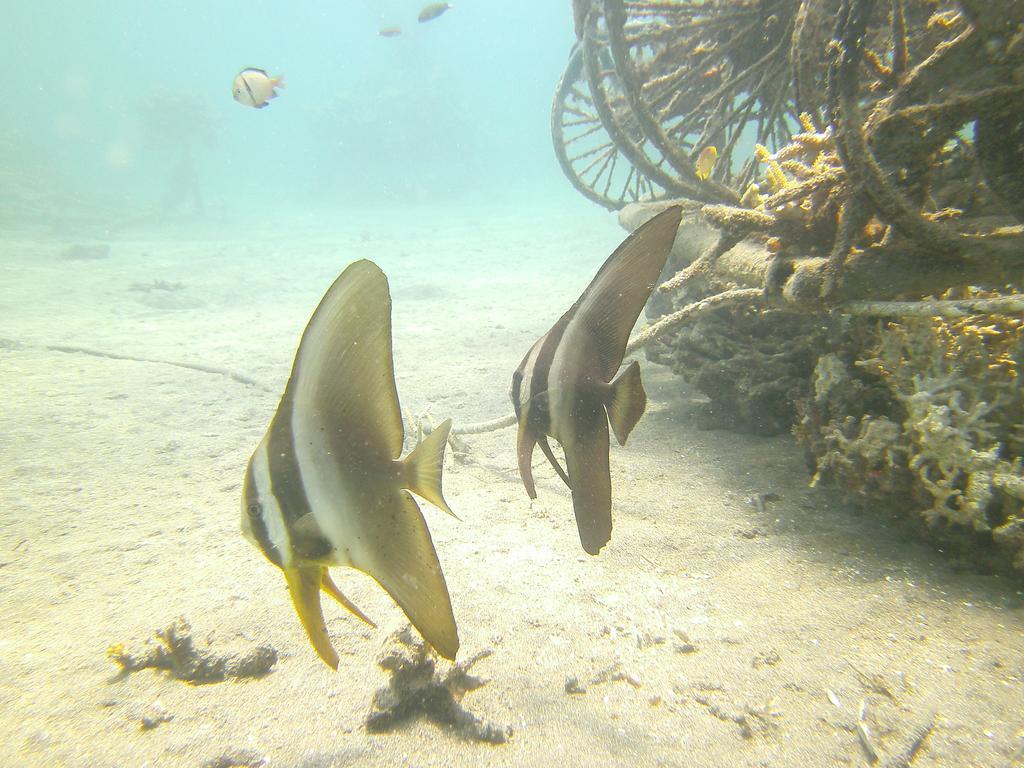 Biorock Homestay & Dive Center Pemuteran Экстерьер фото