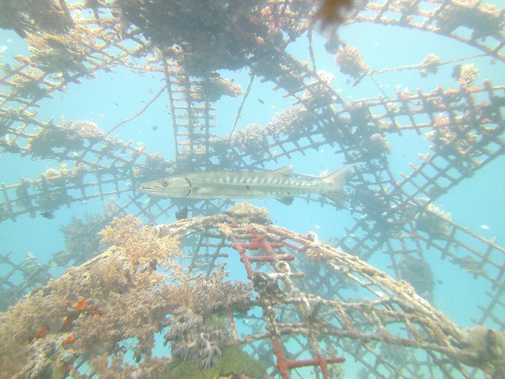 Biorock Homestay & Dive Center Pemuteran Экстерьер фото