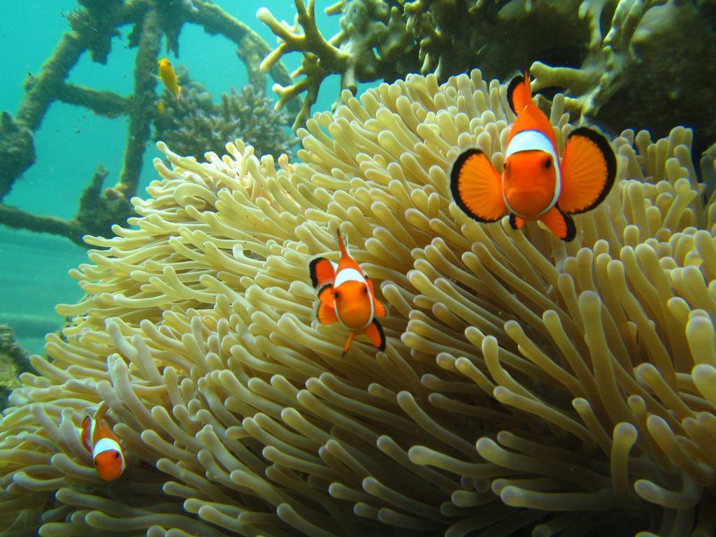 Biorock Homestay & Dive Center Pemuteran Экстерьер фото