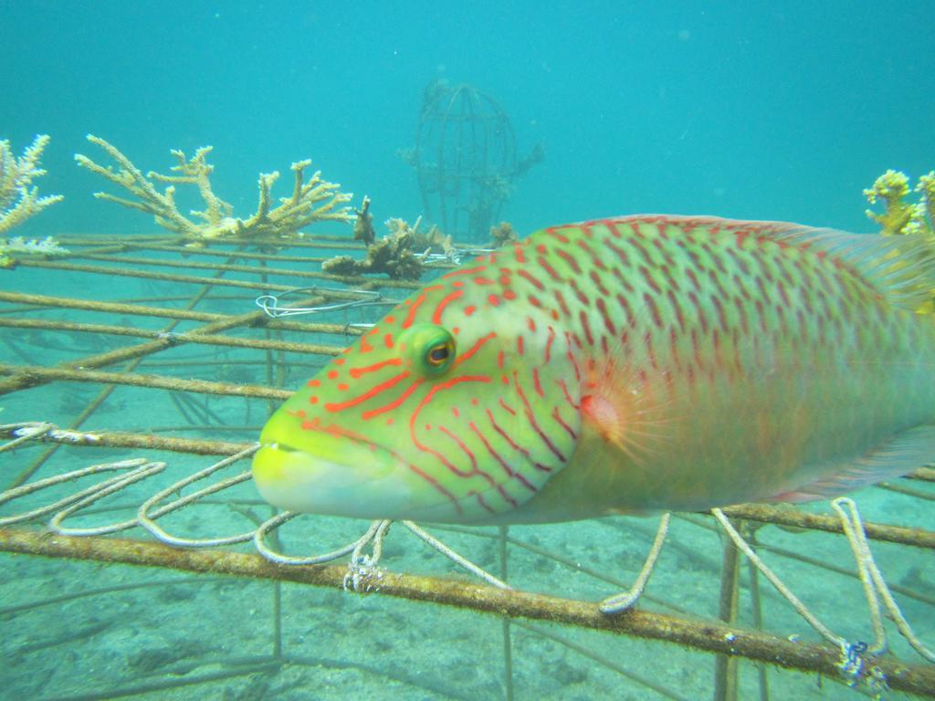Biorock Homestay & Dive Center Pemuteran Экстерьер фото