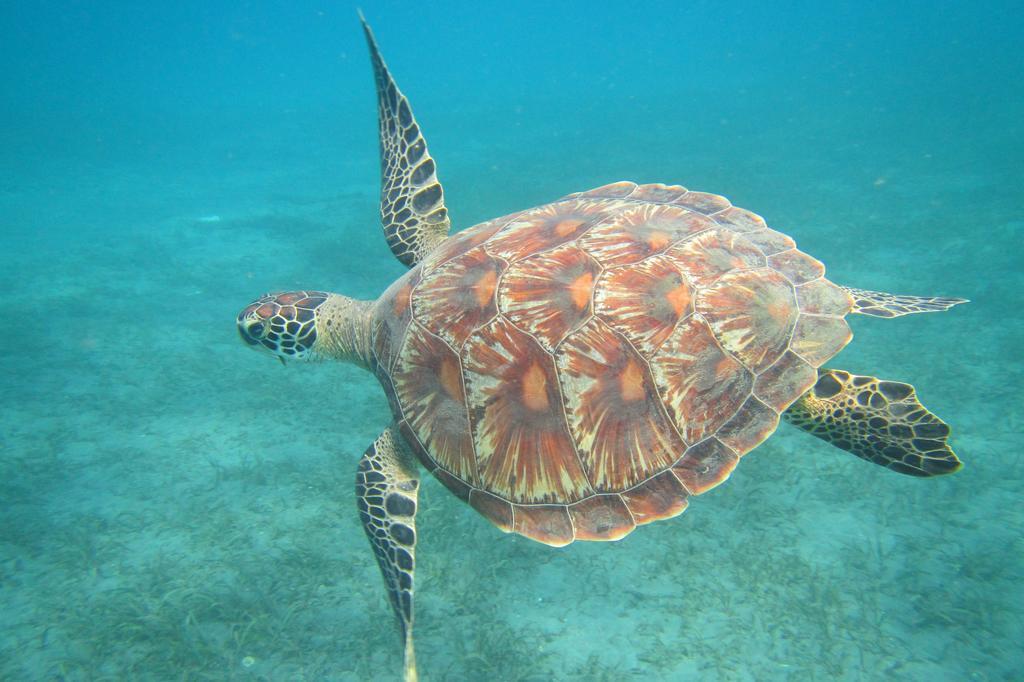Biorock Homestay & Dive Center Pemuteran Экстерьер фото