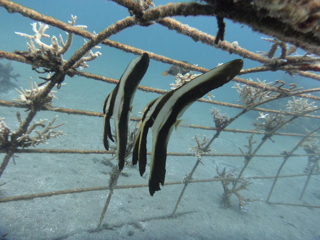 Biorock Homestay & Dive Center Pemuteran Экстерьер фото