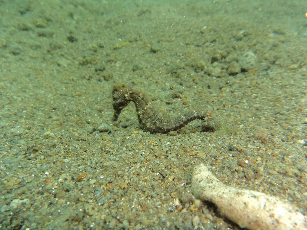 Biorock Homestay & Dive Center Pemuteran Экстерьер фото