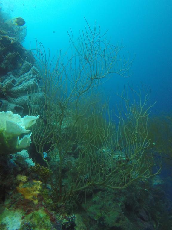 Biorock Homestay & Dive Center Pemuteran Экстерьер фото